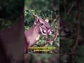 the enigmatic saola guardian of the annamite range