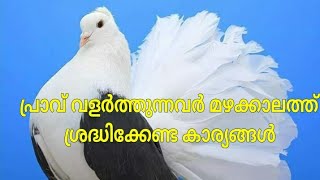 How to care pigeons during monsoon ¦ പ്രാവ് വളര്‍ത്തുന്നവര്‍ മഴക്കാലത്ത് ശ്രദ്ധിക്കേണ്ട കാര്യങ്ങള്‍