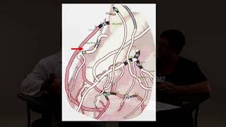 Med Surg Stent Angiogram Reports Final