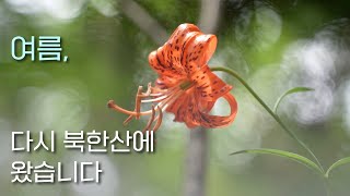 싱그러운 여름, 북한산에서 만난 식물