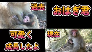 【赤ちゃん・ニホンザル・４K動画】おはぎ君　現在と過去