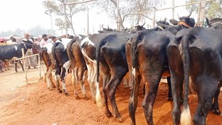 ১/৩/২৫|| মাথাই নষ্ট গরু পতি ১০ হাজার টাকা কমে। আগে তুলনায় বাজার কম রনি ভাইয়ের কালেকশনে চৌবাড়ীয়া।