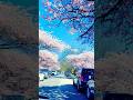 Spring in Vancouver #spring #cherry #vancouver #canada #shorts #short #shortvideo #shortsvideo