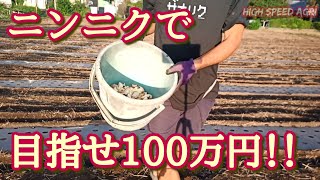 【ニンニク植え付け】100万円を売り上げるには何粒必要？