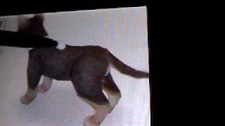 Nintendogs Help and Advice: Basic Trick: Beg [END]