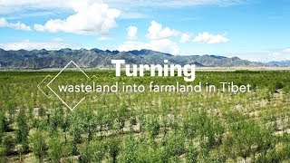 Live: Turning wasteland into farmland in Tibet植树造林建设绿色雪域高原