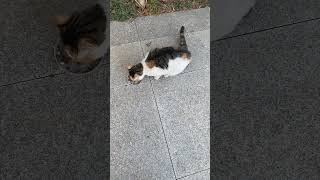 温暖的守护：希望帮三花猫平安度过寒冷的冬天 #cat