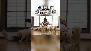 感動無數人的電影！因性格突出被選為導盲犬，它經歷的多次離別！ 【零映影視解說】#shorts