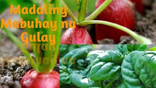 Top 9 Vegetables that Grows Quickly