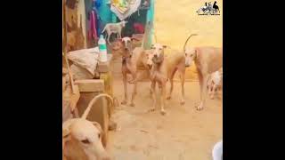 எங்கள கண்ட்ரோல் பண்றதுக்கு ராணுவமே வந்தாலும் முடியாது.....😈😈😈#huntingdogs #kannidogs #dogslover