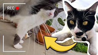 I Strapped an Action Camera on my Cat — Frantic Running and Making Friends