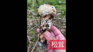 松茸菌matsutake edible mushroom 可食用菌