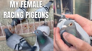 MEET MY FEMALE RACING PIGEONS!