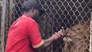 Zoo Attendant’s Finger Bitten Off By Lion|| where Is The Joke?