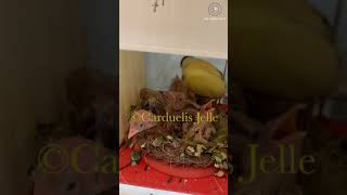 Breeding station carduelis major 2019 (goldfinches)