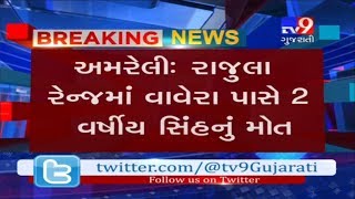 Amreli: 2 year old Lion Cub dies while on going treatment-Tv9