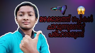 മഴക്കാലത്ത് ഗപ്പികൾ ചാവുന്നുണ്ടോ? പരിഹാരമുണ്ട്🐟