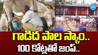 గాడిద పాల స్కాం  వందల కోట్లతో జంప్..  Donkey Milk Scam 100 Crore Donkey Milk Fraud | iDream News