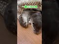 カワウソさんの添い寝【otter】