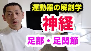 【理学療法士　勉強】足部・足関節の神経【運動器の機能と解剖】