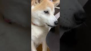 【音量注意？】おやつが欲しくて鳴きだす柴犬 　#shorts