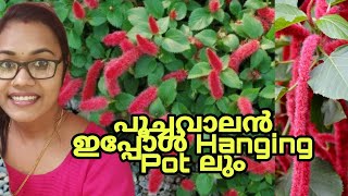 Hanging Pot ലും നടാവുന്ന പൂച്ചവാലൻ | Acalypha Pendula or  Dwarf Chennilla plant