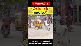 Mother cow love #humanity 😭పాపం ఆవు😭 #amazingfacts #truefacts #shorts