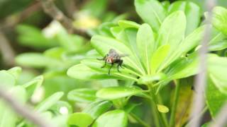 見到隻大烏蠅 (See only big flies)