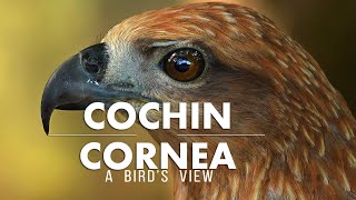 SEE THE WORLD AS A BIRD. THAT HEALS | Cochin Carnival | Episode 1