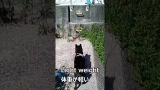 Kai Ken jumping                                           跳躍する甲斐犬