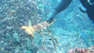 How to catch lobsters by hand_0002.wmv