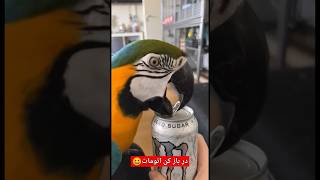 در باز کن باشه😆😆😆😆،،،، #birds #cockatil #parrot #cockatielbird #funny #cockatiel #anime #ترند #pets