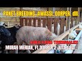 MURAH MERIAH‼️PAKET BREEDING DOMBA, AWASSI, DORPER, TEXEL, dll❤️‍🔥❤️‍🔥