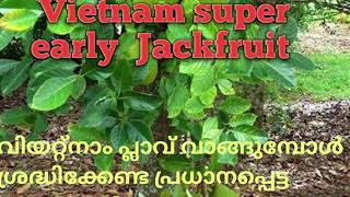 വിയറ്റ്നാം ഏർലി പ്ലാവിൻ തൈ വാങ്ങുമ്പോൾ ശ്രദ്ധിക്കേണ്ട പ്രധാനപ്പെട്ട കാര്യങ്ങൾ , Vietnam   jackfruit