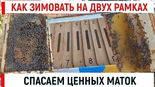 Зимовка запасных маток на двух рамках + слабые отводки.