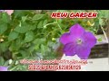 ഇത് അറിയാതെ പിറ്റ്യൂണിയ വിത്ത് നടരുത്. petunia careing