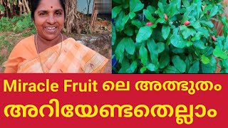 The Miracle of Miracle Fruit - മിറക്കിൾ ഫ്രൂട്ട്ലെ അത്ഭുത ഗുണങ്ങൾ- അറിയേണ്ടതെല്ലാം #mirraclefruit