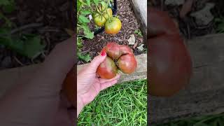 Garden pests