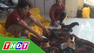Đồng Tháp: bị bắt giữ vì trộm 14 con gà | THDT