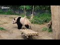 ★pole dancer💕fu bao ★ meet baby panda fu bao who is pole dancing and walking upright