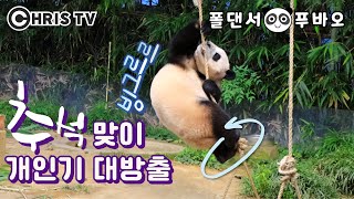 ★Pole dancer💕Fu Bao ★ Meet Baby panda Fu Bao, who is pole dancing and walking upright