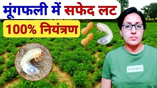 🥜मूंगफली में सफेद लट और दीमक का 100%इलाज | groundnut whitegrub control | groundnut disease control