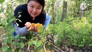 เก็บเพลินเห็ดดงนี้ทั่งขาอวบดอกโตๆเก็บเห็ดมันปูในเยอรมัน​นี