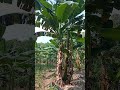 Pesona Kebun pisang#setelah musim penghujan