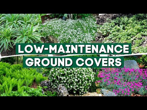 What is the best thing to cover plants with?