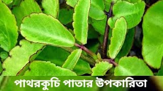 ওষধি গুণে ভরা পাথরকুচি গাছ।।যেসব রোগের মহৌষধ পাথরকুচি!