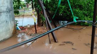 heavy rain at tisgaon, dindori, nashik