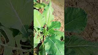 ওল কবি খেতি || Ol kobi kheti in Assam ||          || Kohlrabi Farming || #farming #youtubeshorts