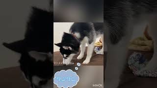 ソファーで穴掘りするハスキー　😊✨ Siberian husky digging a hole on the sofa