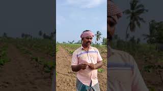 Groundnut crops மல்லாட்டை அல்லது மணிலா விதை நேர்த்தி